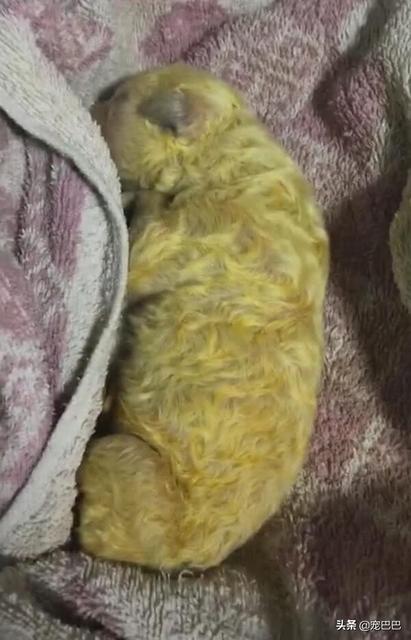 母乳性黄疸影响智力吗？应根据情况而定