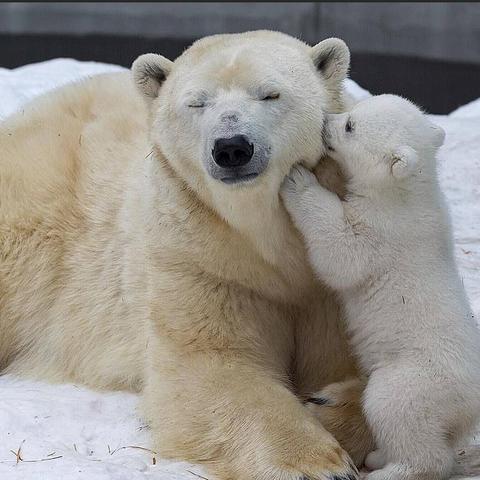 一胎双宝女主姓什么