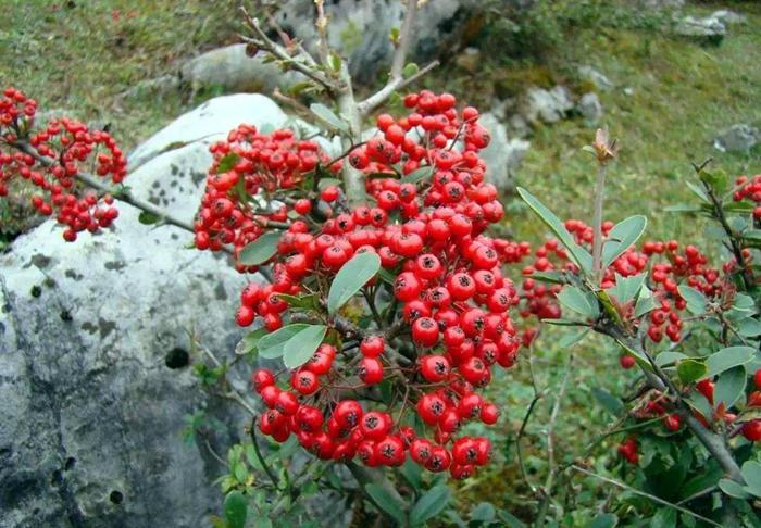 盆栽火棘怎么用土,火棘萌芽期怎么管理?