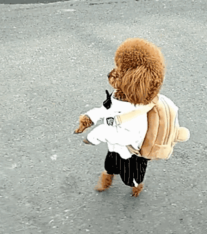泰迪小色狗搞笑可爱萌萌哒gif