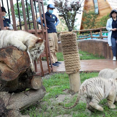 南通森迪部落爱情屋长尾关键词有什么