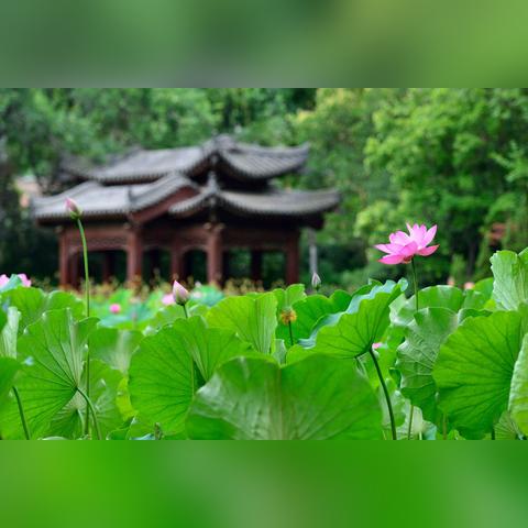 东莞市莲湖公园怎么样去