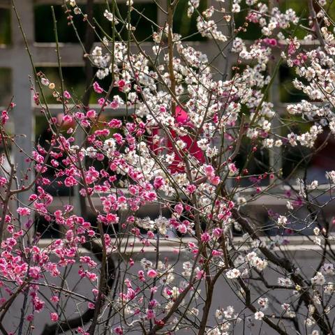 形容济南的诗句相关长尾关键词有哪些