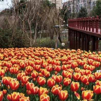 江苏苏州常熟天气的长尾关键词有哪些