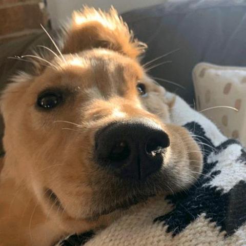 金毛领养潍坊市的长尾关键词有哪些