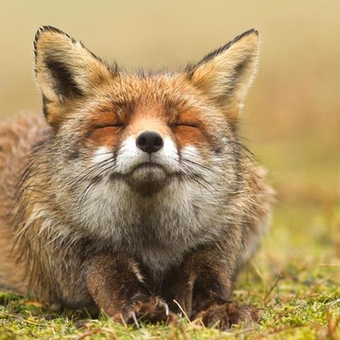 兵不厌诈什么意思