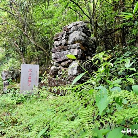 福建有什么茶