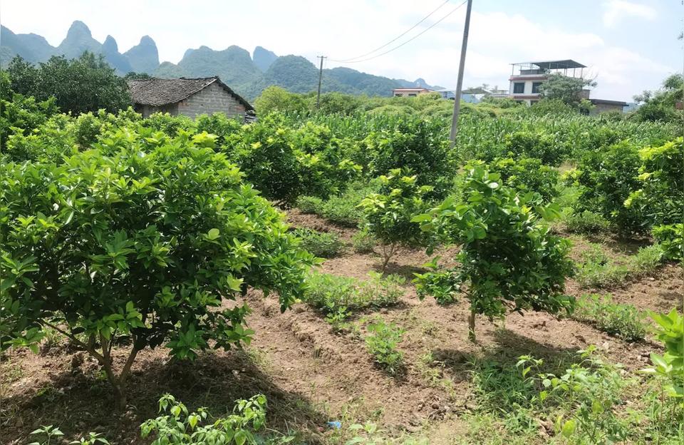 南雄柑橘種植手藝要點簡介_剛買的桔子苗怎么栽