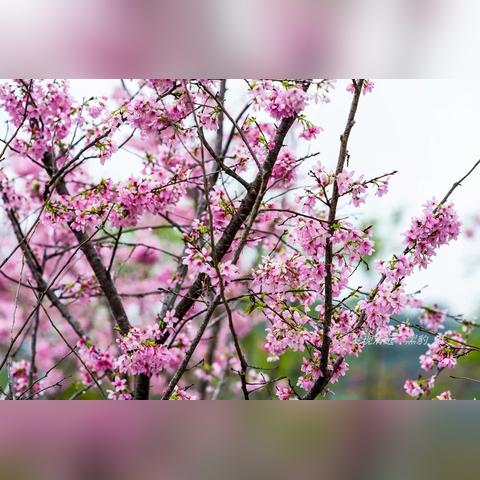 广州市为什么有村子呢