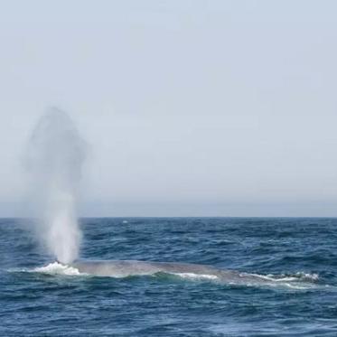 蓝鲸宁波搁浅的长尾关键词有什么
