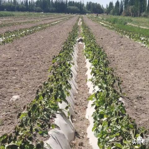 降水率20什么意思