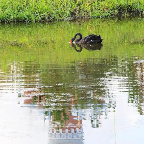 哈尔滨黑天鹅酒店相关长尾关键词有哪些