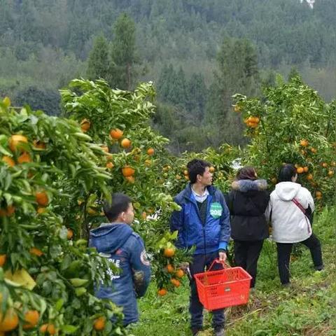 四川海外电商价格表最新 相关的长尾关键词是那些 