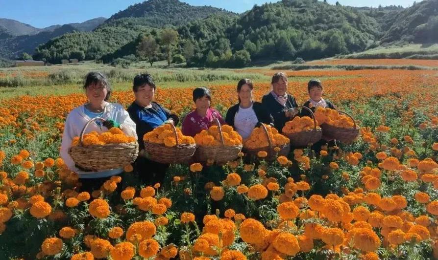 万寿菊收购价格,今年种植万寿菊效益如何?"