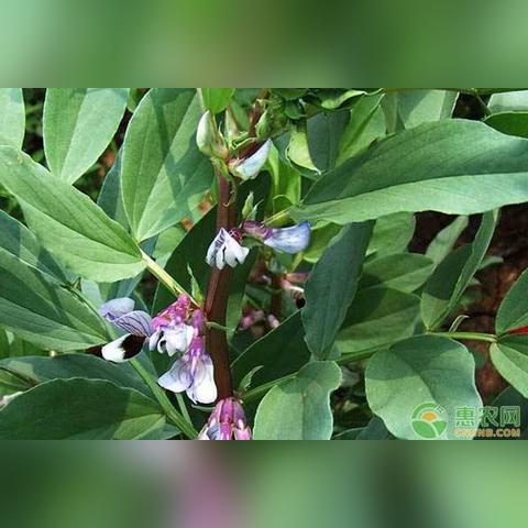 南通市蚕豆多少钱一斤