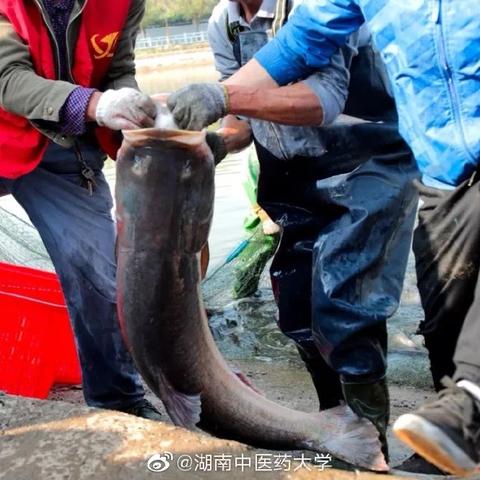 长沙市内有什么鱼资源