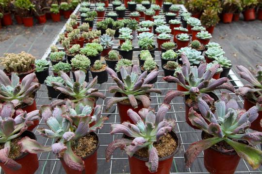 临沂费县：90后农家女创业养多肉花卉