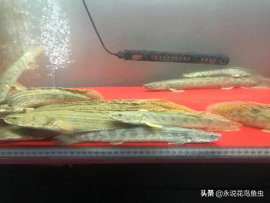 冷门大型热带鱼恐龙鱼的饲养方法