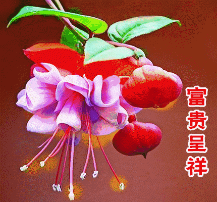今日寒露早安心语