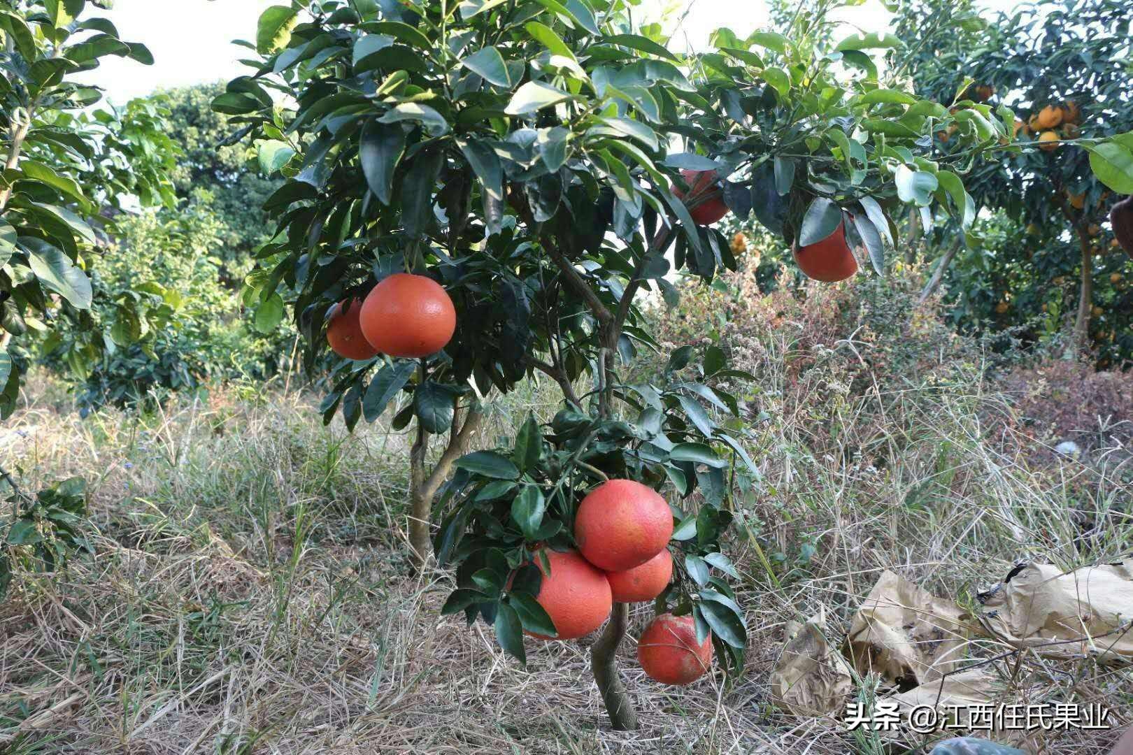 柑橘全年病蟲害歷程圖解_柑橘謝花后辦理手藝