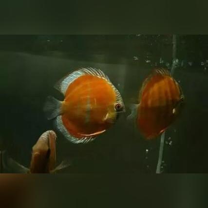 专业天气预报什么颜色