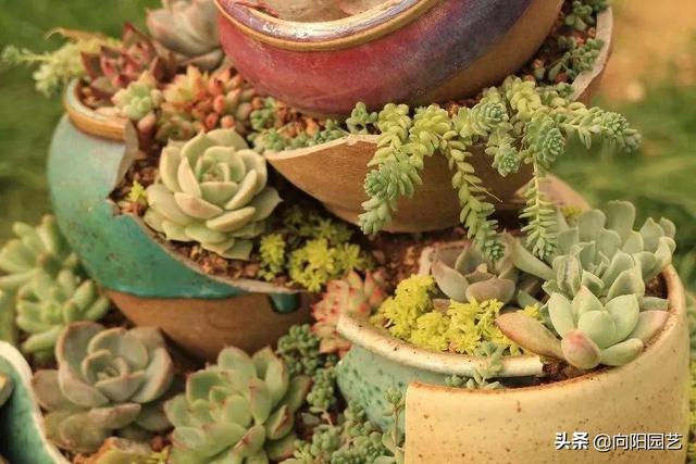 办公室桌子上放绿植的说说