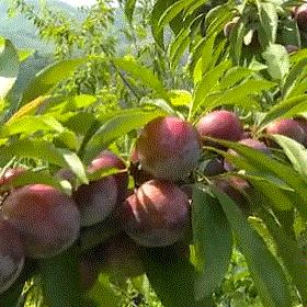 公园栽种的结紫红小果是什么树？