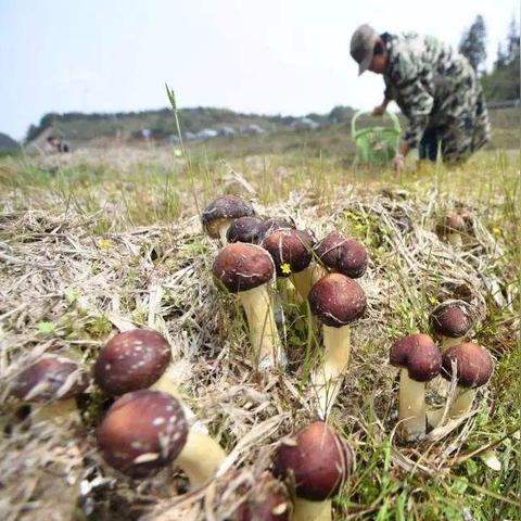 农村小伙在福建做什么的