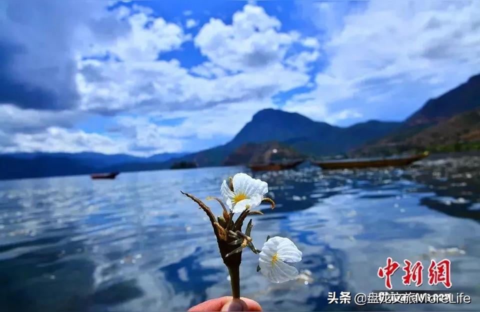 泸沽湖海藻花几月才开