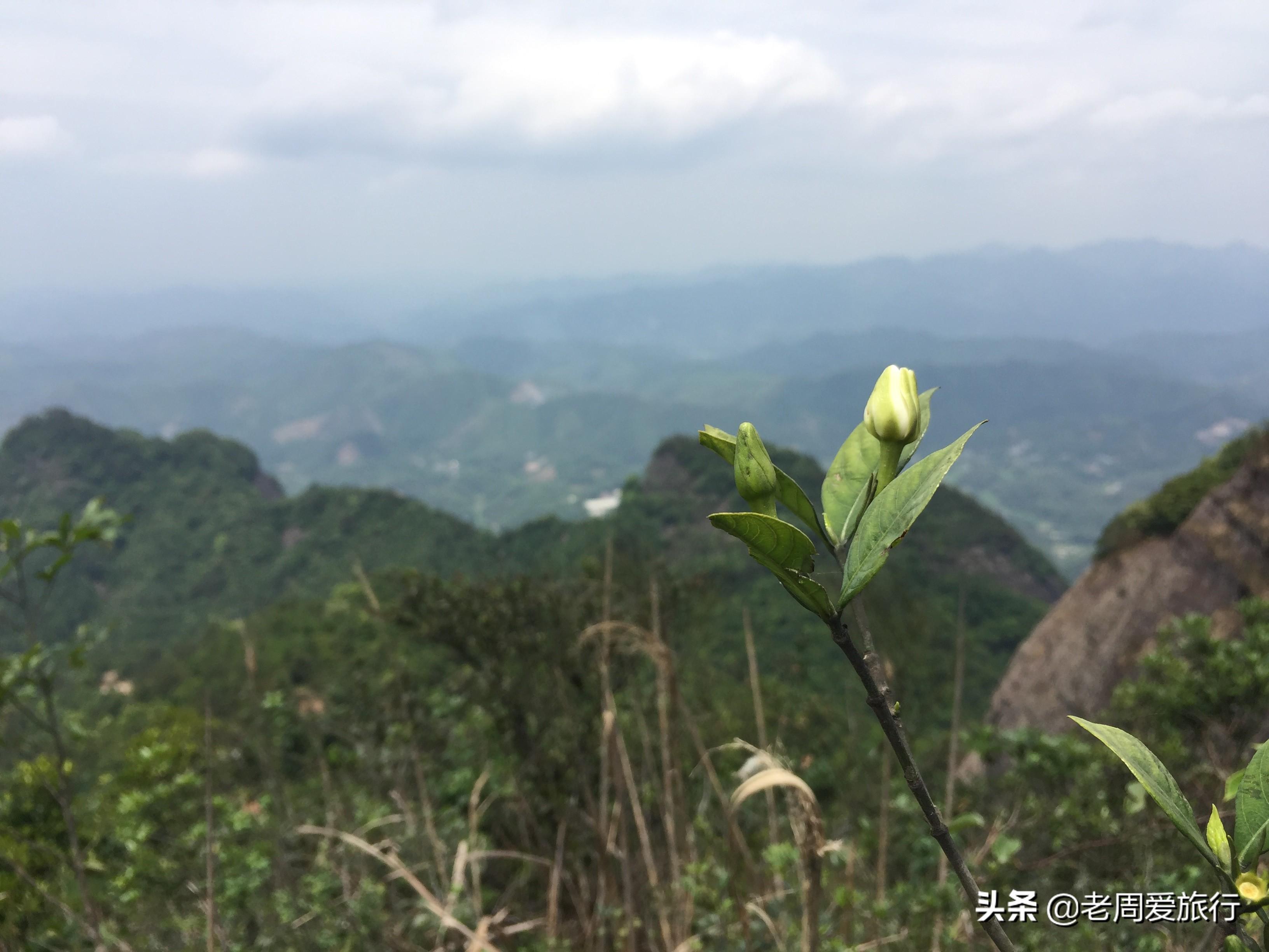 栀子花的样子,栀子花属于什么性的花?