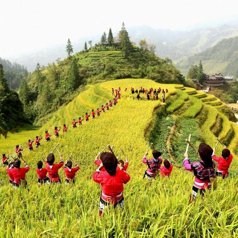 桂林市为什么没有蝉