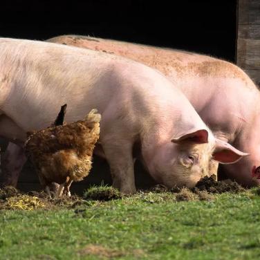 大连市有什么养殖业