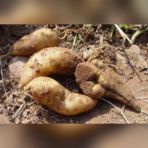 甘薯是什么东西