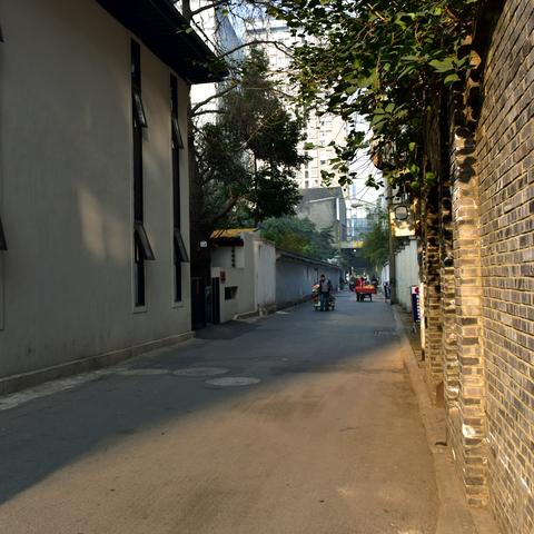 成都市哪里有柿子树卖的