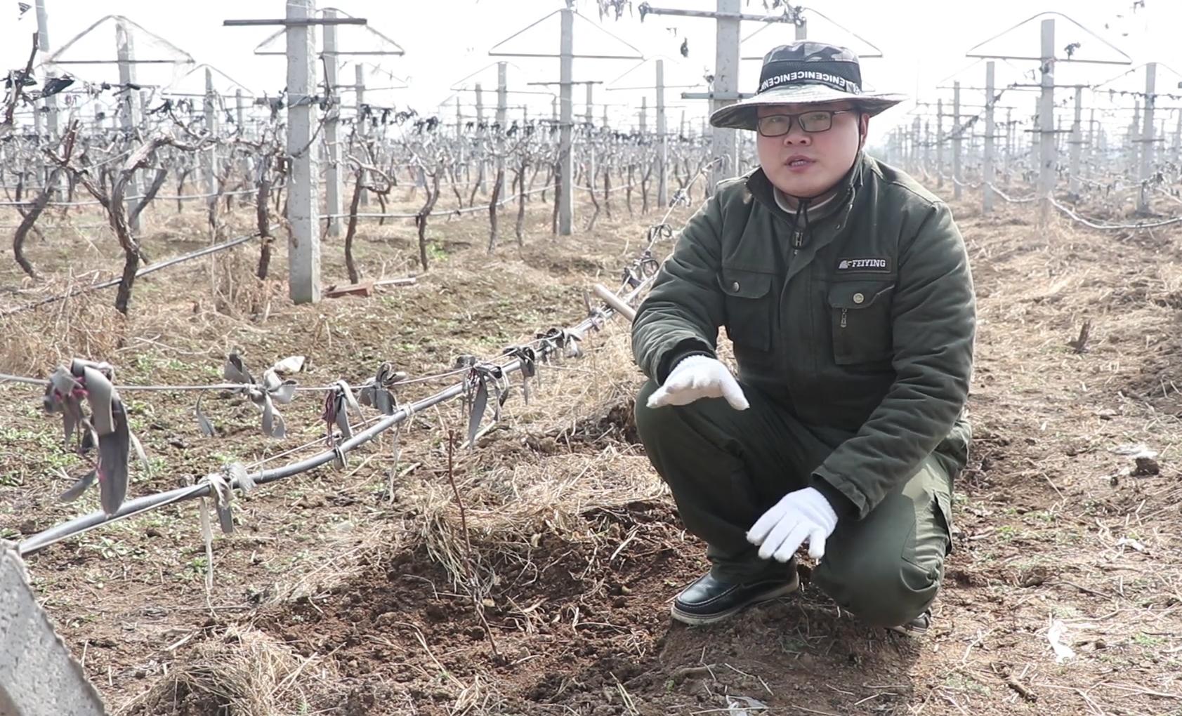 盆栽能用沙子种吗,小叶紫盆栽用什么土?