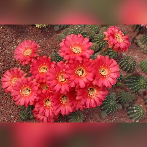 南通市绿博园门票多少钱