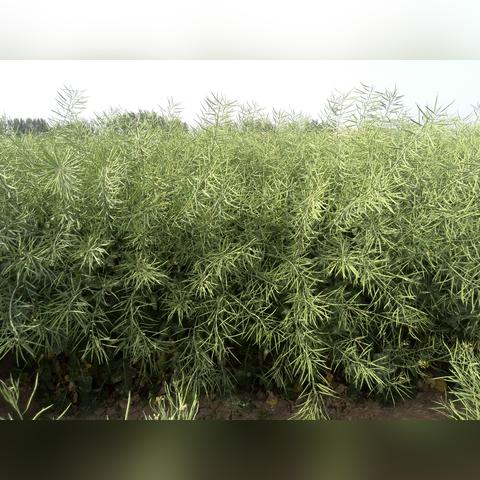 河南女人回安徽怎么样