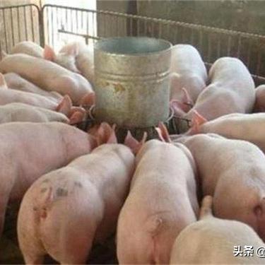 甘肃养猪补贴政策2020标准？