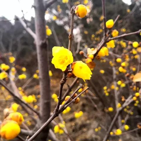 济南市哪里赏梅花