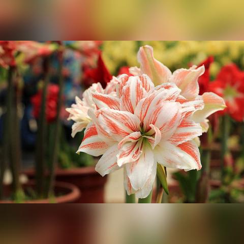 茶梅花怎么过冬？