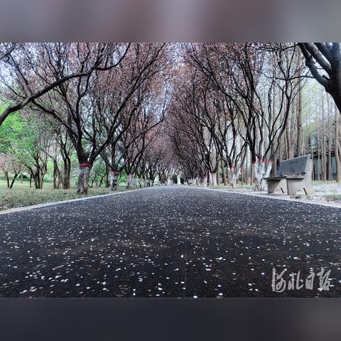 石家庄市的人转到哪里了