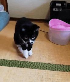 奶牛猫怎么起名好听男宝宝(玳瑁母猫配什么好)
