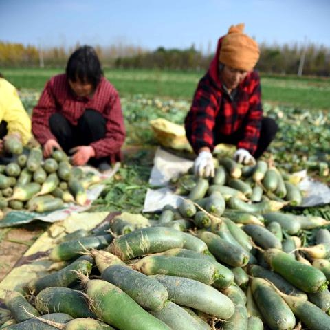 临沂市郯城水果萝卜的长尾关键词有哪些