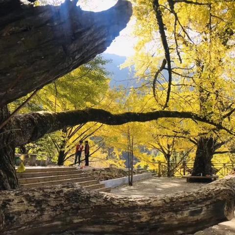 福建哪个地方看银杏