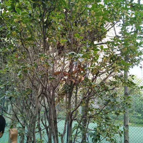 菏泽市桂花苗圃在哪里