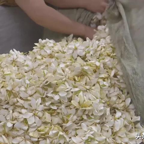 福建福鼎摘茶叶怎么样