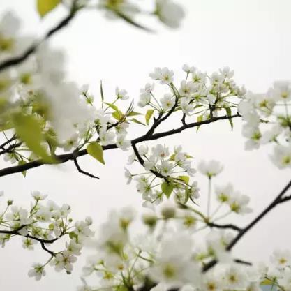 宁夏清明气温的长尾关键词有什么