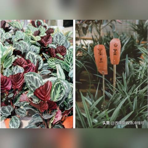 重庆望海哪个小区最好