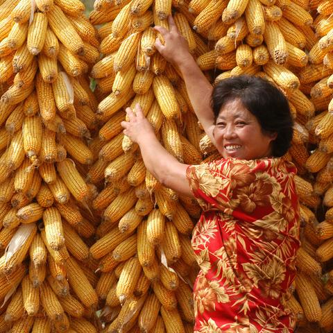 河南省周口市淮阳县玉米的长尾关键词有哪些