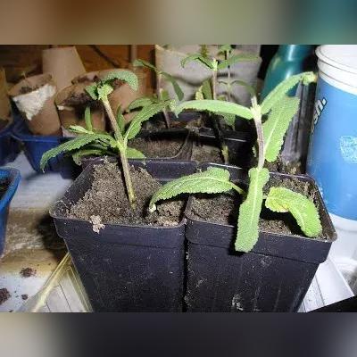 福建鼠尾草盆栽怎么样